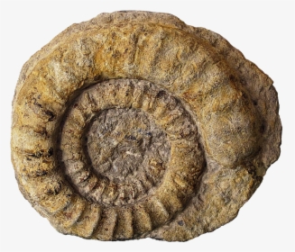 Fossil Png Page - Fossil Png, Transparent Png, Free Download