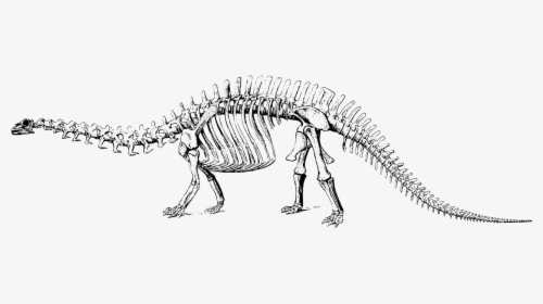 Black And White Dinosaur Fossil Clipart, HD Png Download, Free Download