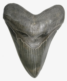 Shark Teeth Png High-quality Image - Grey Whale, Transparent Png, Free Download