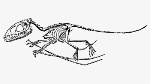Transparent Skeleton Arm Png - Dinosaur Skeleton Pterodactyl Transparent, Png Download, Free Download