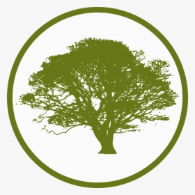 Oak Tree Silhouette Png, Transparent Png, Free Download