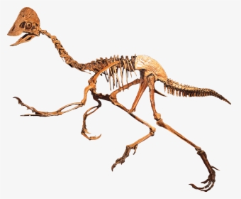 Oviraptorid Clean - Dinosaur With Beak, HD Png Download, Free Download