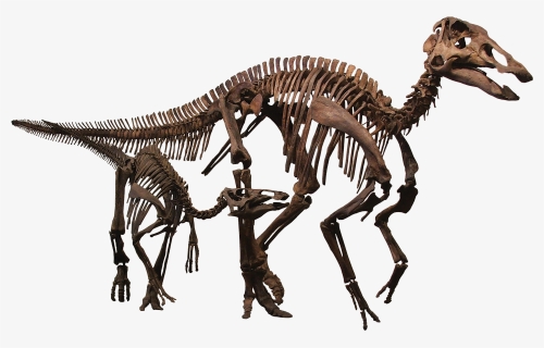 Rmdrc-1200x755 - Edmontosaurus Skeleton, HD Png Download, Free Download