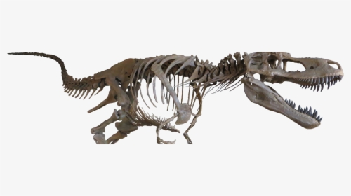 Daspletosaurus Torosus, Mounted Theropod Dinosaur Replica - Dinosaur Bones No Background, HD Png Download, Free Download
