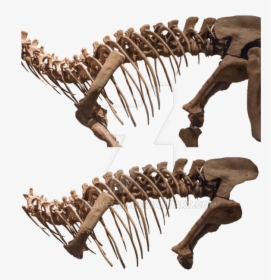 Dinosaur Bone Png - Dinosaur Ribs Bones Png, Transparent Png, Free Download
