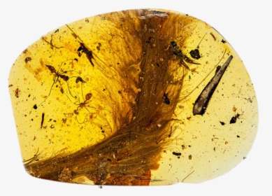 #fossil #amber #aesthetic #png #niche - Dinosaur Tail Encased In Amber, Transparent Png, Free Download