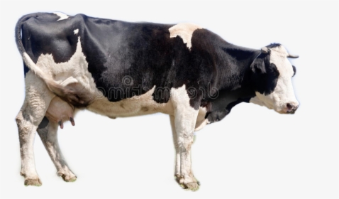 Cow Freetoedit - Dairy Cow, HD Png Download, Free Download