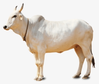 White Cow Png, Transparent Png, Free Download