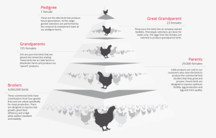 Production Pyramid - Rooster, HD Png Download, Free Download