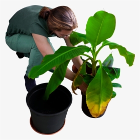 Planting A Tree Png, Transparent Png, Free Download