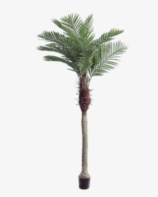 Palm Trees, HD Png Download, Free Download