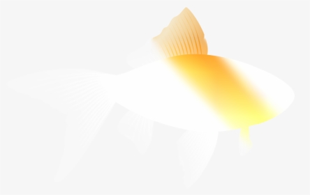 Example Image Of A Fish - Bpg Image Example, HD Png Download, Free Download