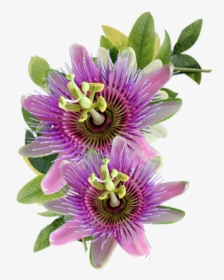 Passion Flower Png, Transparent Png, Free Download