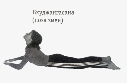Змея Пнг, HD Png Download, Free Download