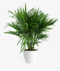 Flowerpot, HD Png Download, Free Download