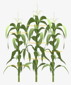 Clip Art Droughtgard Hybrids Genuity Maximize - De Una Planta De Maiz, HD Png Download, Free Download