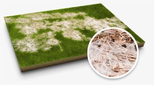 Snow Mold Lawn Disease - Lawn, HD Png Download, Free Download
