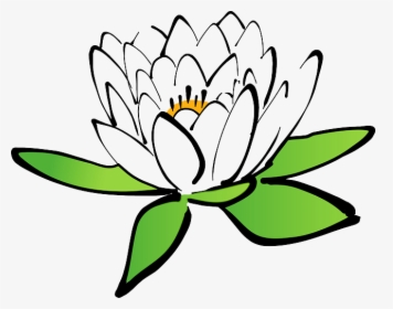 Lotus, Flower, Water Lily, White Water Lily, Bloom - Flowers Cartoon With White Background, HD Png Download, Free Download