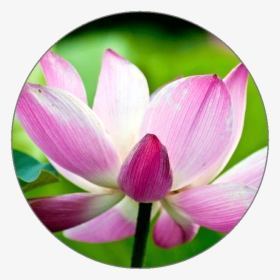 Icon - Sacred Lotus, HD Png Download, Free Download