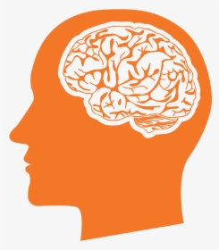 Large Head And Brain Animation - Brain Head Png, Transparent Png, Free Download