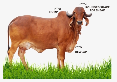 Gir Cow Images Hd, HD Png Download, Free Download
