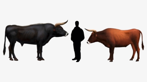 Bull Compared To Human, HD Png Download, Free Download