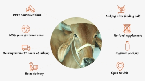 Gir Cow Milk Benefits, HD Png Download, Free Download