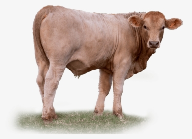 Calf In Corral - Beef Cow Transparent, HD Png Download, Free Download