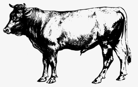 Terrestrial Photography - Transparent Beef Cow Clipart, HD Png Download, Free Download