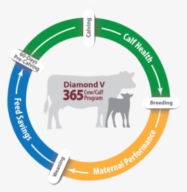 Diamond V Beef 365 Cow/calf Program - Green Light Go, HD Png Download, Free Download