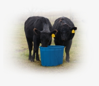 Cows Eating Out Of Blue Drum - Cattle, HD Png Download, Free Download