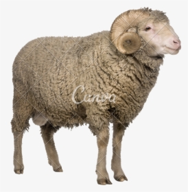 Animal,animal Figure,cow-goat Family,wool,fur - 4 Pics 1 Word Lamb, HD Png Download, Free Download
