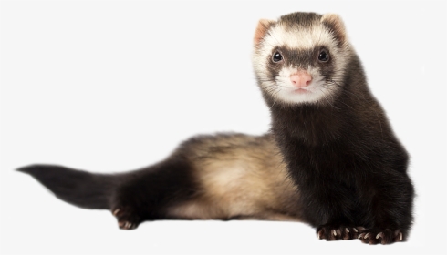 Ferretcutout2 - Ferret With White Background, HD Png Download, Free Download