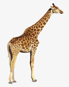 Index Of Images Zoo Animals No Background- - Transparent Background Transparent Animal, HD Png Download, Free Download