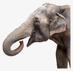 Circus Animals Png - Elephant Trunk, Transparent Png, Free Download