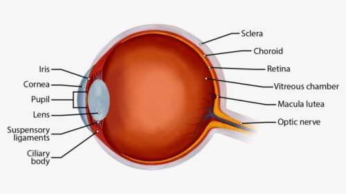 Major Parts Of The Eye, HD Png Download, Free Download