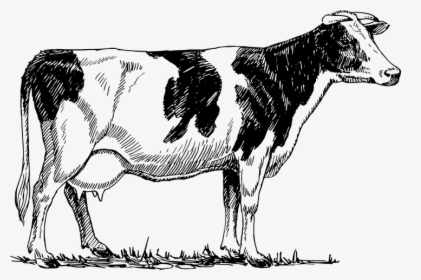 Model Essay On Cow For Students - Red Cow Drawing, HD Png Download, Free Download