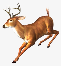Deer Png Free Download - Transparent Running Deer, Png Download, Free Download
