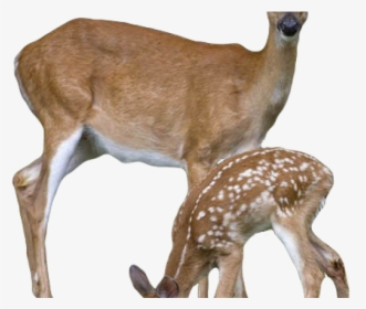 Deer Png Transparent Images - Deer Png, Png Download, Free Download