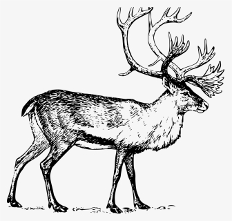 White-tailed Deer Moose Drawing Clip Art - Deer Drawing Png, Transparent Png, Free Download