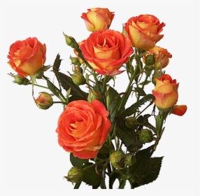 Rose Bunch Png Image - Bunch Of Orange Roses Png, Transparent Png, Free Download