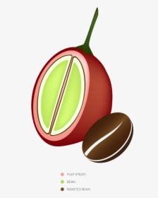 Glycocafe Mannatech Coffee Fruit Bean - Coffee Fruit, HD Png Download, Free Download