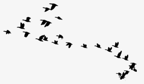 Flock Of Birds Png Transparent Images - Transparent Birds Flying Silhouette, Png Download, Free Download