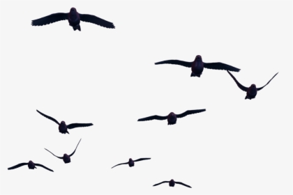 Thumb Image - Birds Flying For Photoshop, HD Png Download, Free Download