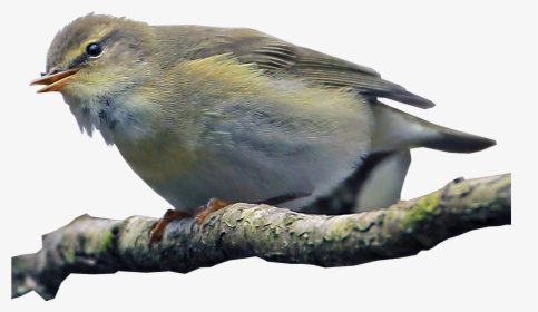Willow Warbler Transparent Bird Image - Clear Background Bird Transparent, HD Png Download, Free Download