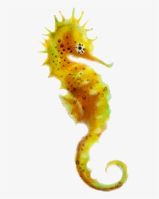 Seahorse Tiger Cartoon Clipart Graphics Fish Transparent - Transparent Background Seahorse Png, Png Download, Free Download
