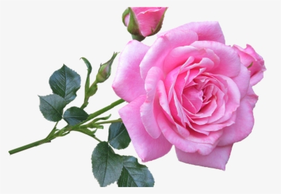 Pink Rose Stem Free Photo On Pixabay - Pink Rose Good Morning, HD Png Download, Free Download