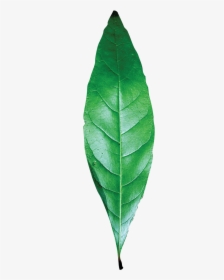 Single Green Leaf Png - Single Leaf Images Hd Png, Transparent Png, Free Download