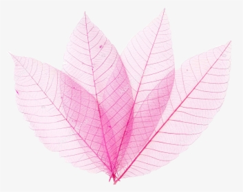#pinkleaf #pinkleaves Transparent #leaves #pink #leaf - Pink Leaf Transparent Hd, HD Png Download, Free Download