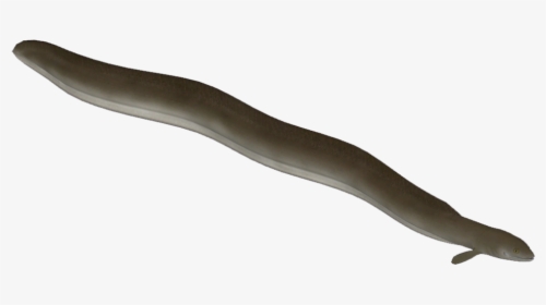 Eeleuropean Hendrix - Conger Eel, HD Png Download, Free Download